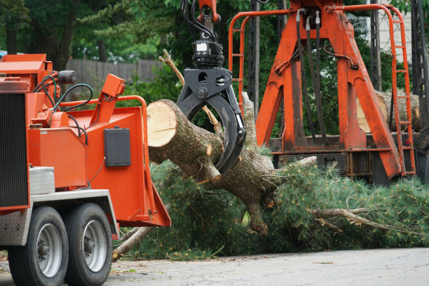  Lompoc, CA Tree Removal Pros