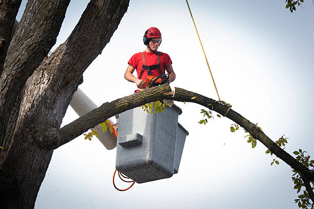 Best Storm Damage Tree Cleanup  in Lompoc, CA